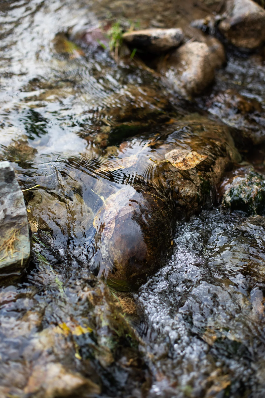 Water flowing over stones in Blue Star’s wooded creek