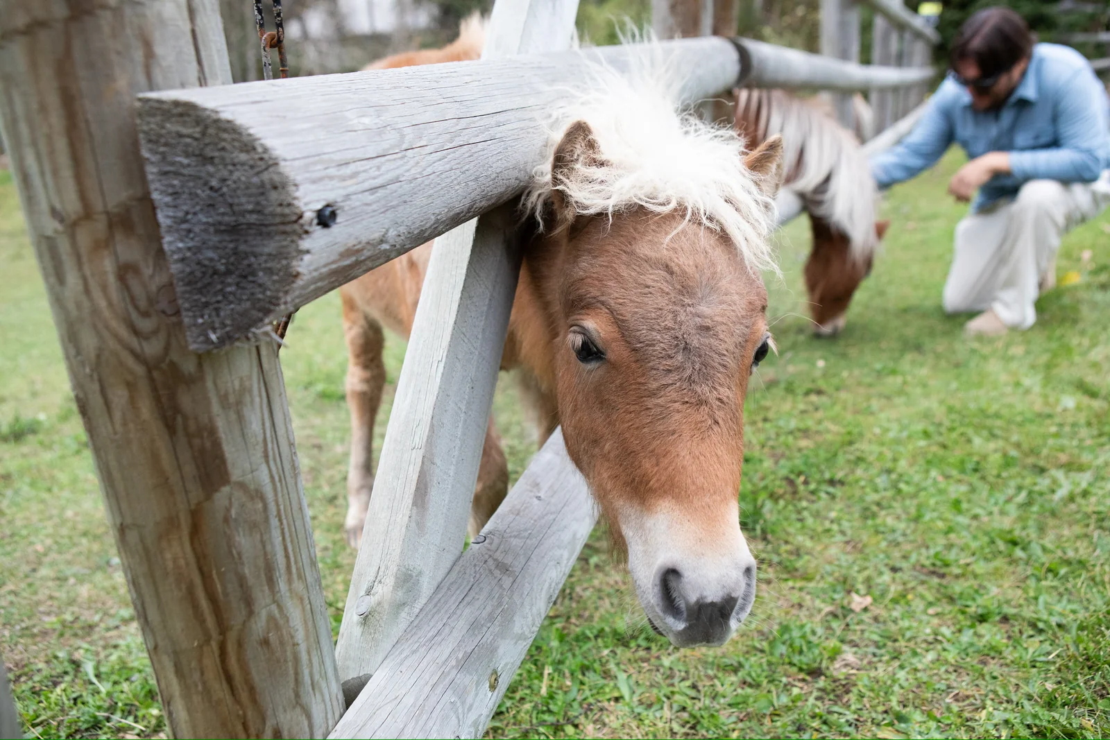 A miniature horse looking over a wooden fence
