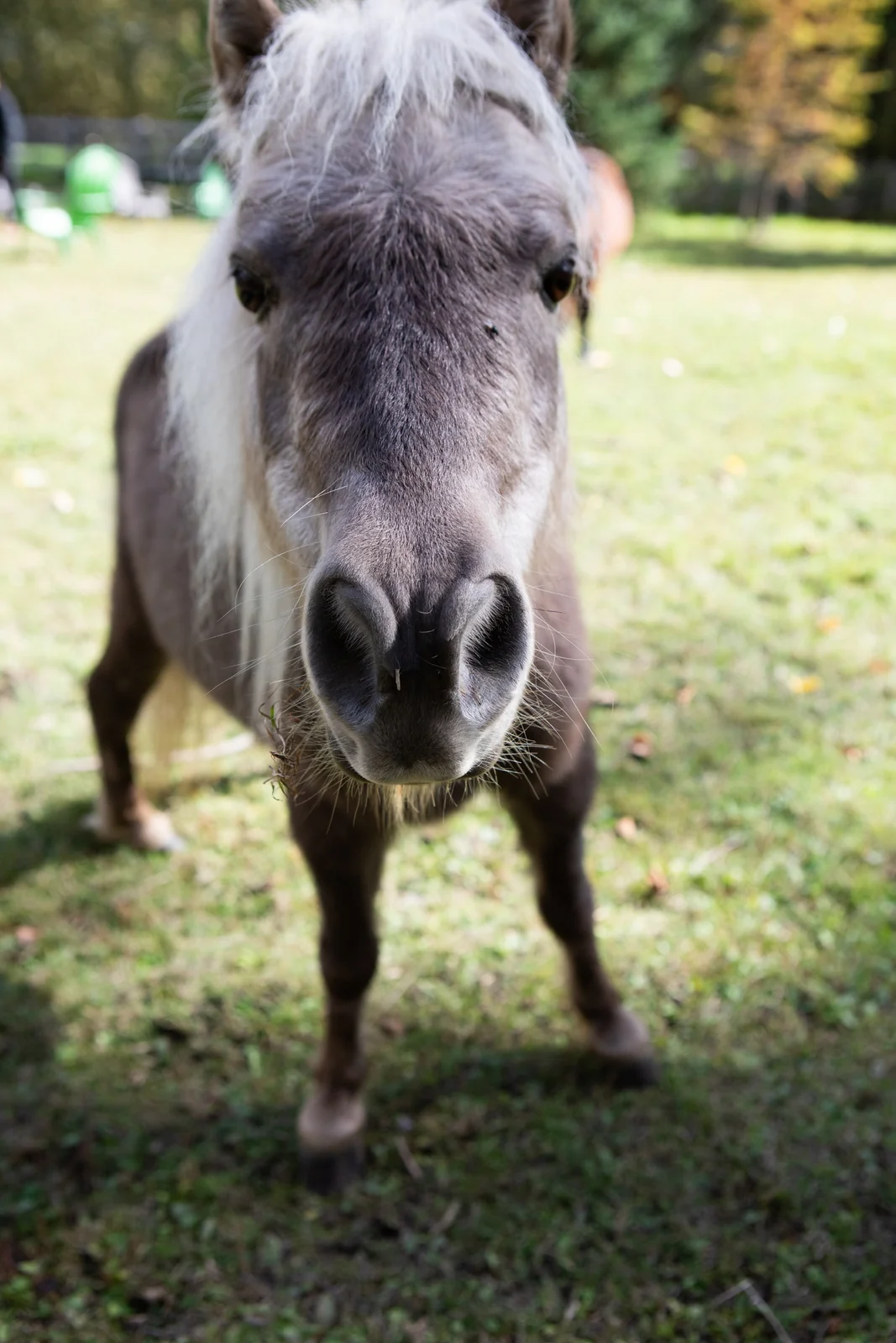 A miniature horse in the Blue Star pasture