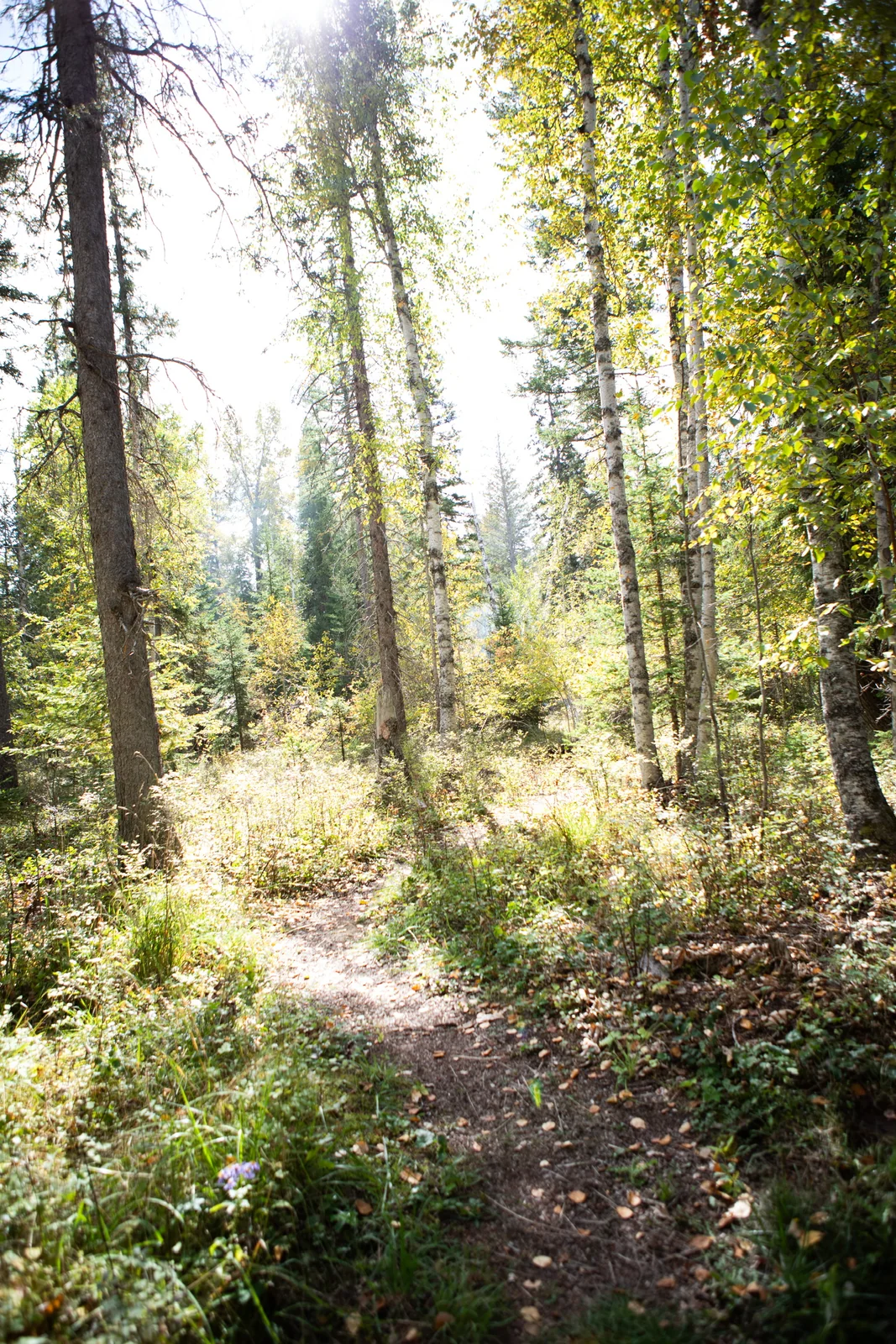 Sunlight filtering through the forest at Blue Star