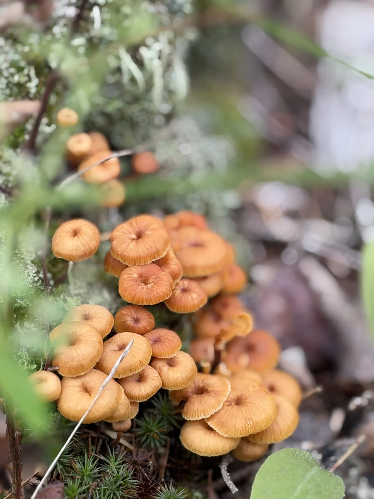 Small amber mushrooms growing among moss and leaves