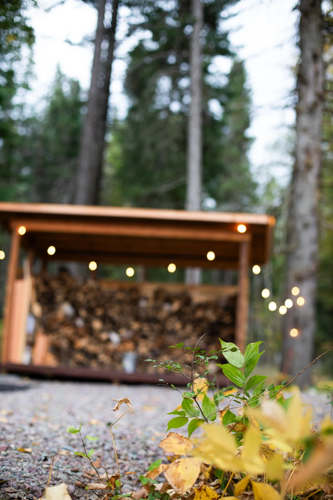 A small wooden shelter among sunlit trees